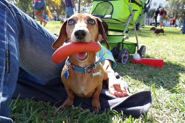 Dog Training in Miami (14)