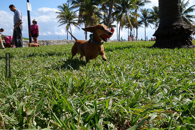 Dog Training in Miami (48)