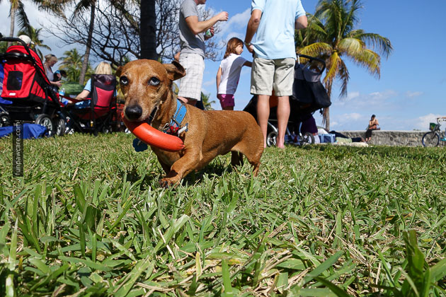 Dog Training in Miami (41)