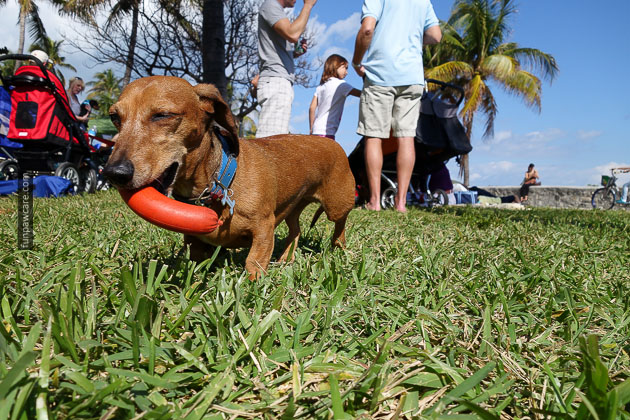 Dog Training in Miami (40)