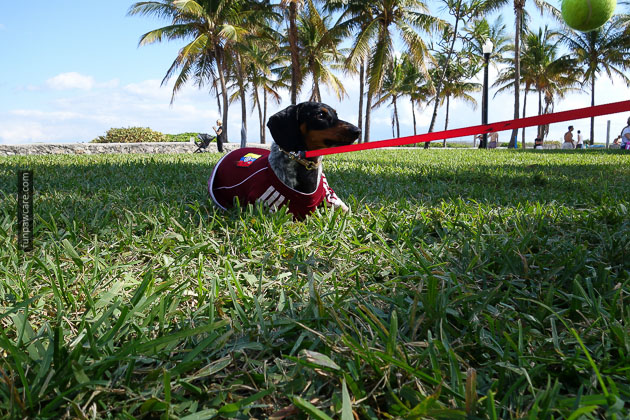 Dog Training in Miami (38)
