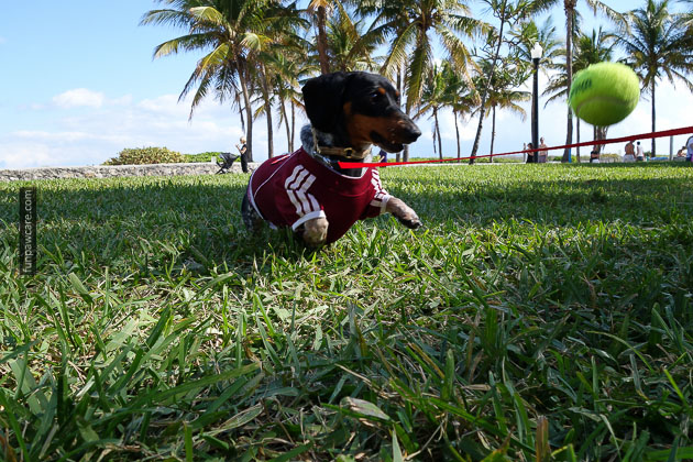 Dog Training in Miami (37)
