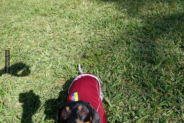 Dog Training in Miami (33)