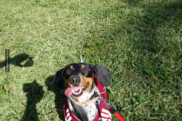 Dog Training in Miami (32)