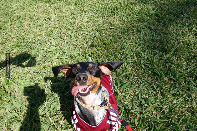Dog Training in Miami (31)