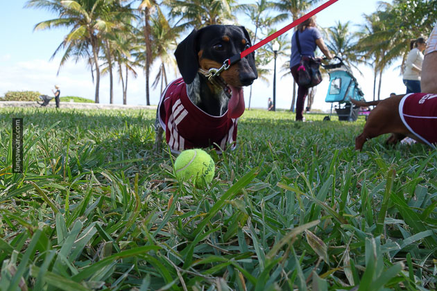 Dog Training in Miami (25)