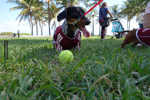Dog Training in Miami (24)