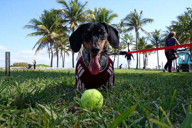 Dog Training in Miami (20)