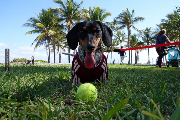 Dog Training in Miami (19)