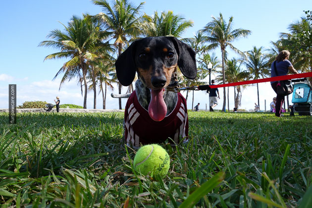 Dog Training in Miami (18)