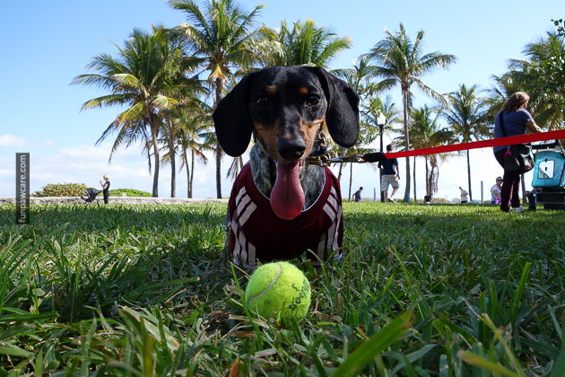Dog Training in Miami (17)