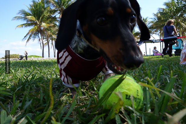 Dog Training in Miami (15)
