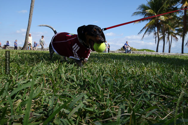 Dog Training in Miami (7)