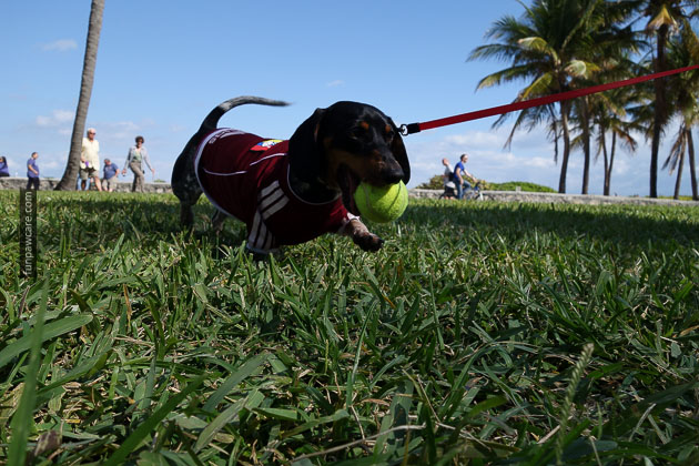 Dog Training in Miami (6)