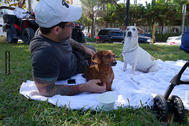 Dog Training in Miami (3)