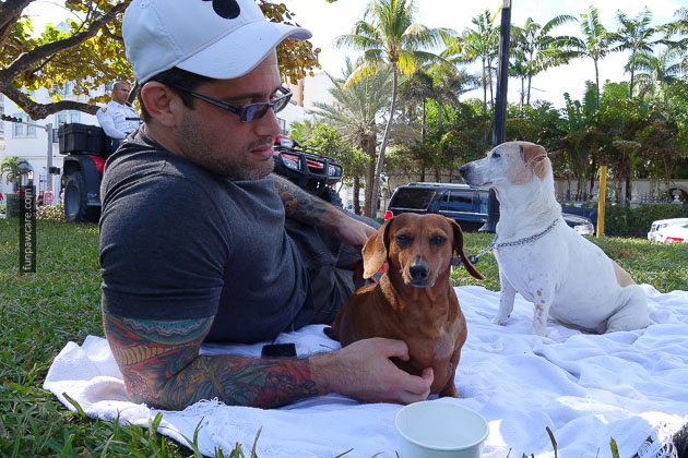 Dog Training in Miami (1)