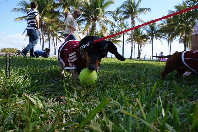 Dog Training in Miami