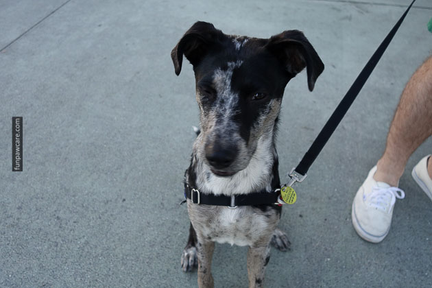 Service Dog Training Miami (14)