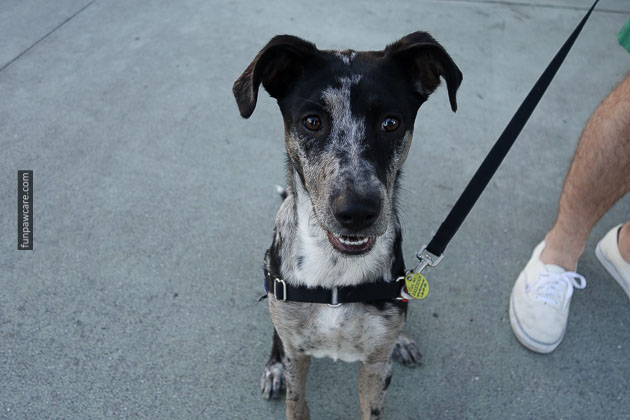 Service Dog Training Miami (13)