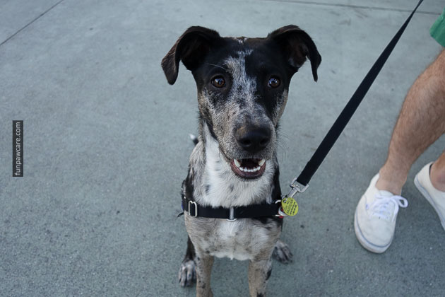 Service Dog Training Miami (12)