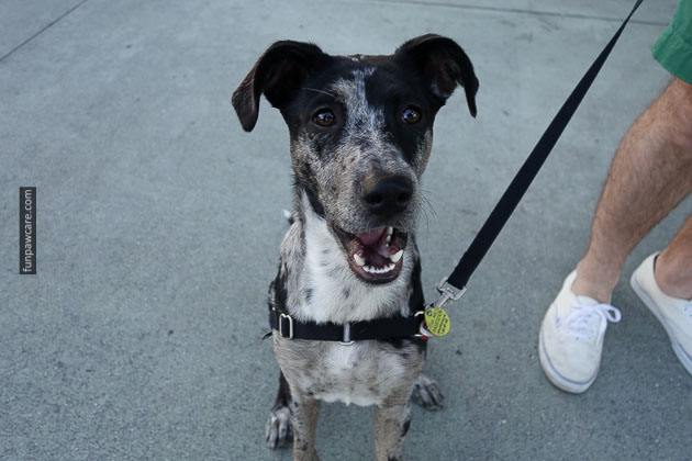 Service Dog Training Miami (11)