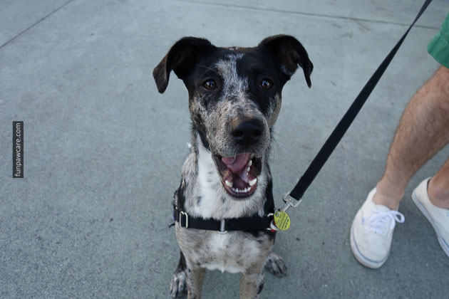 Service Dog Training Miami (10)