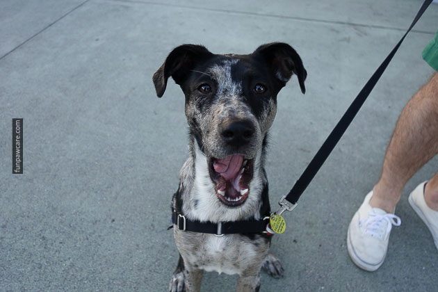 Service Dog Training Miami (9)