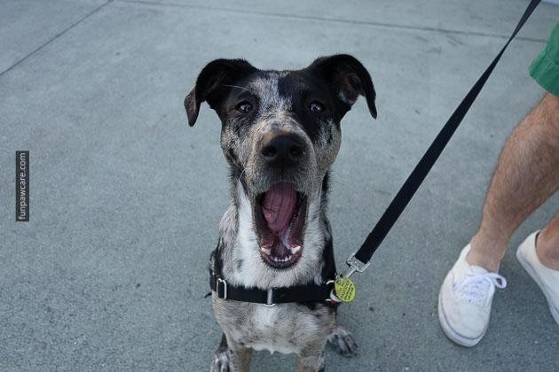 Service Dog Training Miami (8)