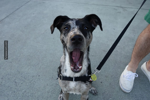 Service Dog Training Miami (7)
