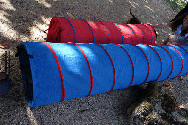 Dog Training in Miami