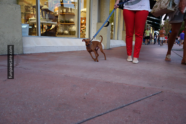 Dog Trainers in Miami (1)