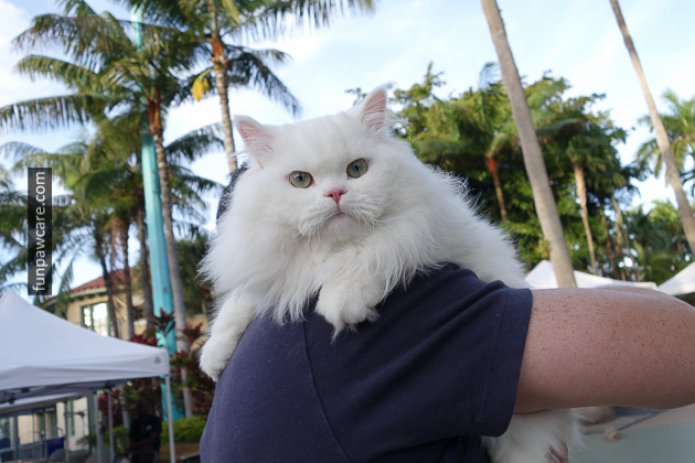 Dog Trainers in Miami (42)