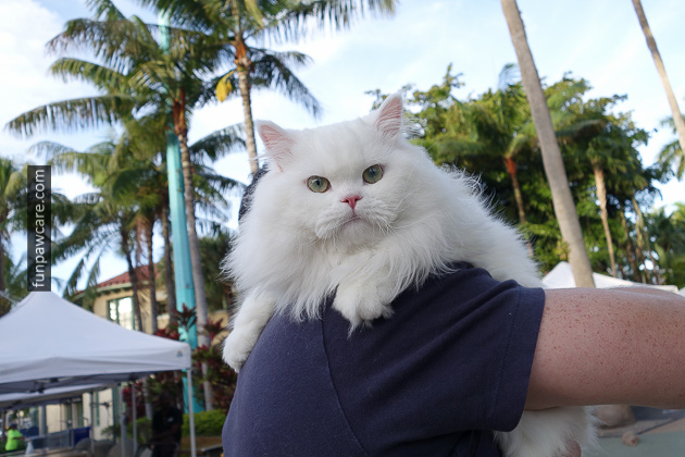 Dog Trainers in Miami (41)