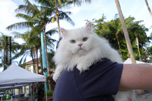 Dog Trainers in Miami (40)