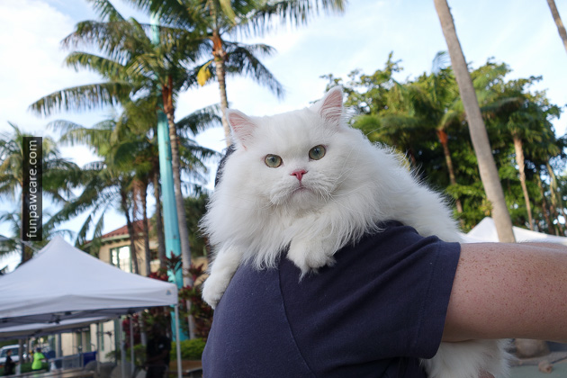 Dog Trainers in Miami (39)
