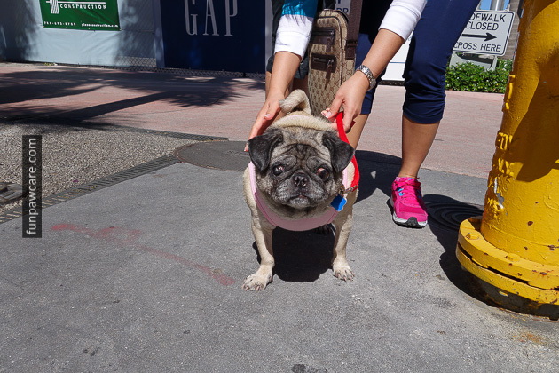 Miami Dog Trainers (36)
