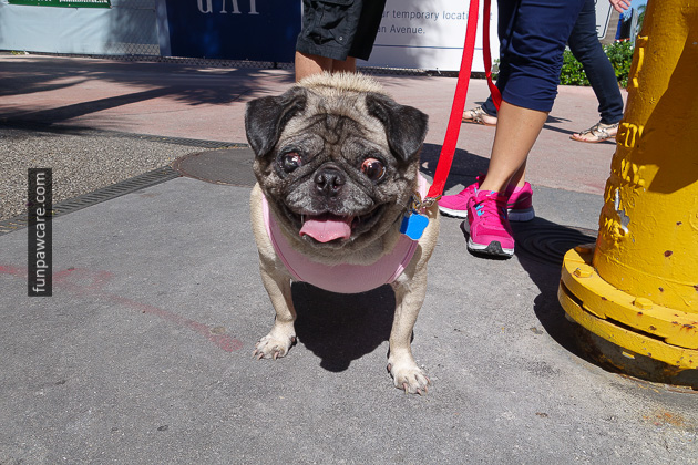 Miami Dog Trainers (35)