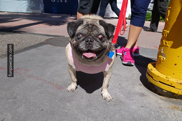 Miami Dog Trainers (34)