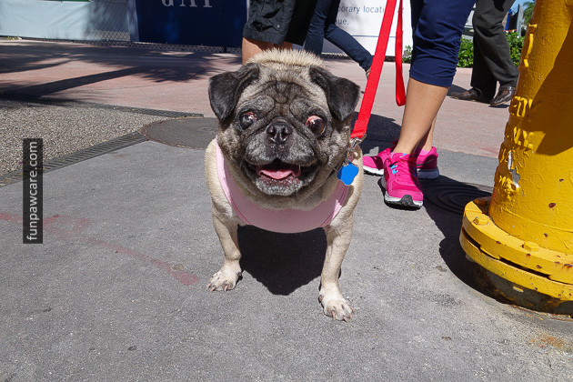 Miami Dog Trainers (33)