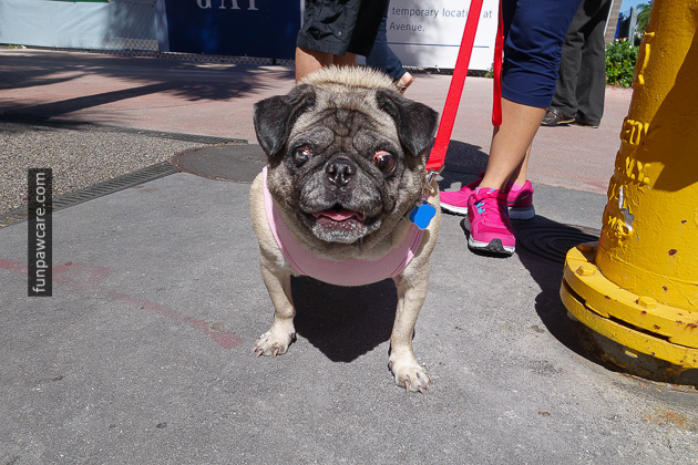 Miami Dog Trainers (32)
