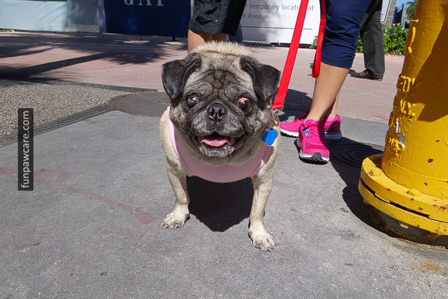 Miami Dog Trainers (31)