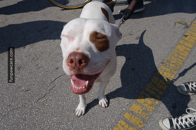 Dog Trainers in Miami (49)