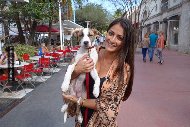 Dog Trainers in Miami (14)