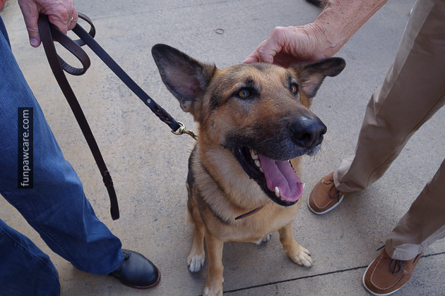 Dog Training Classes Miami, Fun Paw Care (36)