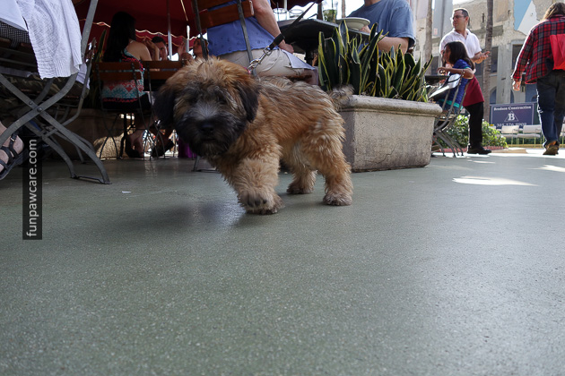 Dog Training Classes Miami, Fun Paw Care (33)