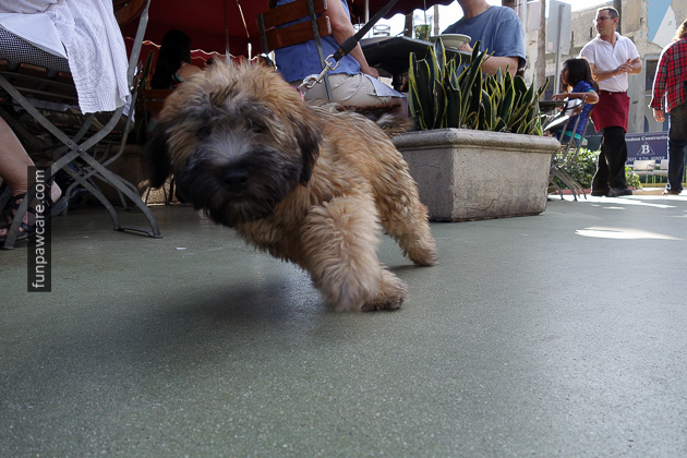 Dog Training Classes Miami, Fun Paw Care (32)