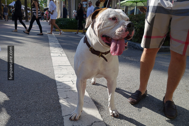 Dog Training Classes Miami, Fun Paw Care (30)