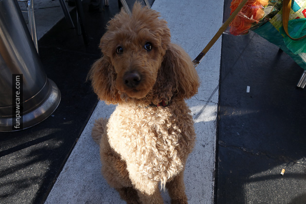 Dog Training Classes Miami, Fun Paw Care (10)