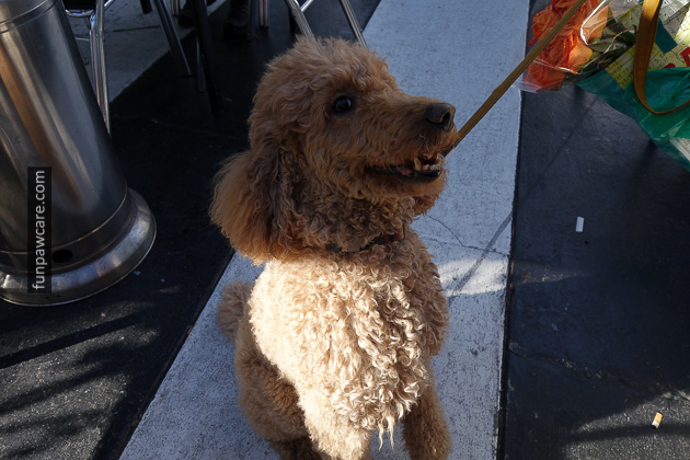 Dog Training Classes Miami, Fun Paw Care (9)