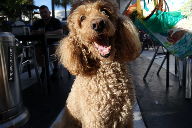 Dog Training Classes Miami, Fun Paw Care (6)